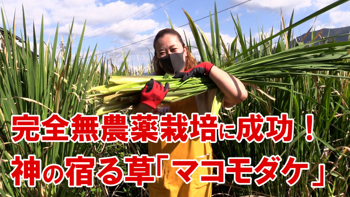 自然栽培した完全無農薬のマコモダケの収穫